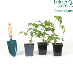 3 Plants de Tomate Cerise Yellow Pearshed - Récolte jaune tout l'été