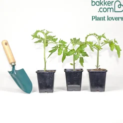 3 Plants de Tomate Pyros F1 - Des tomates gorgées de soleil