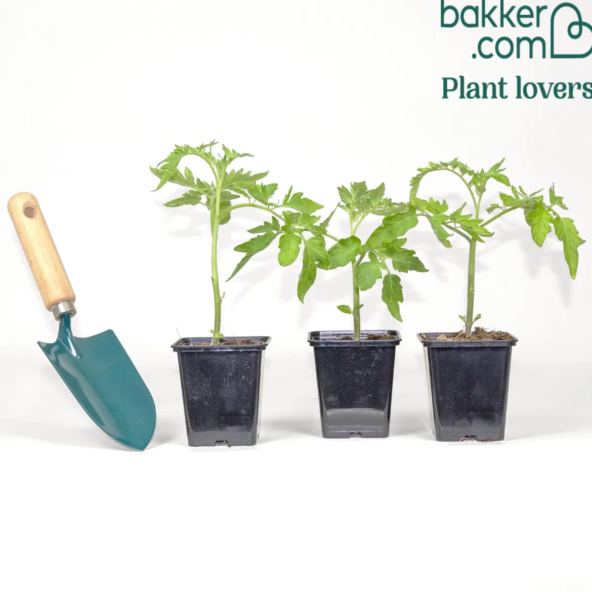 3 Plants de Tomate Pyros F1 - Des tomates gorgées de soleil