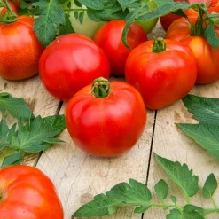 3 Plants de Tomate Pyros F1 - Des tomates gorgées de soleil