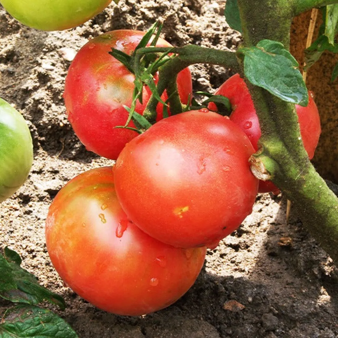 3 Plants de Tomate Rose de Berne - La tomate qui fond en bouche