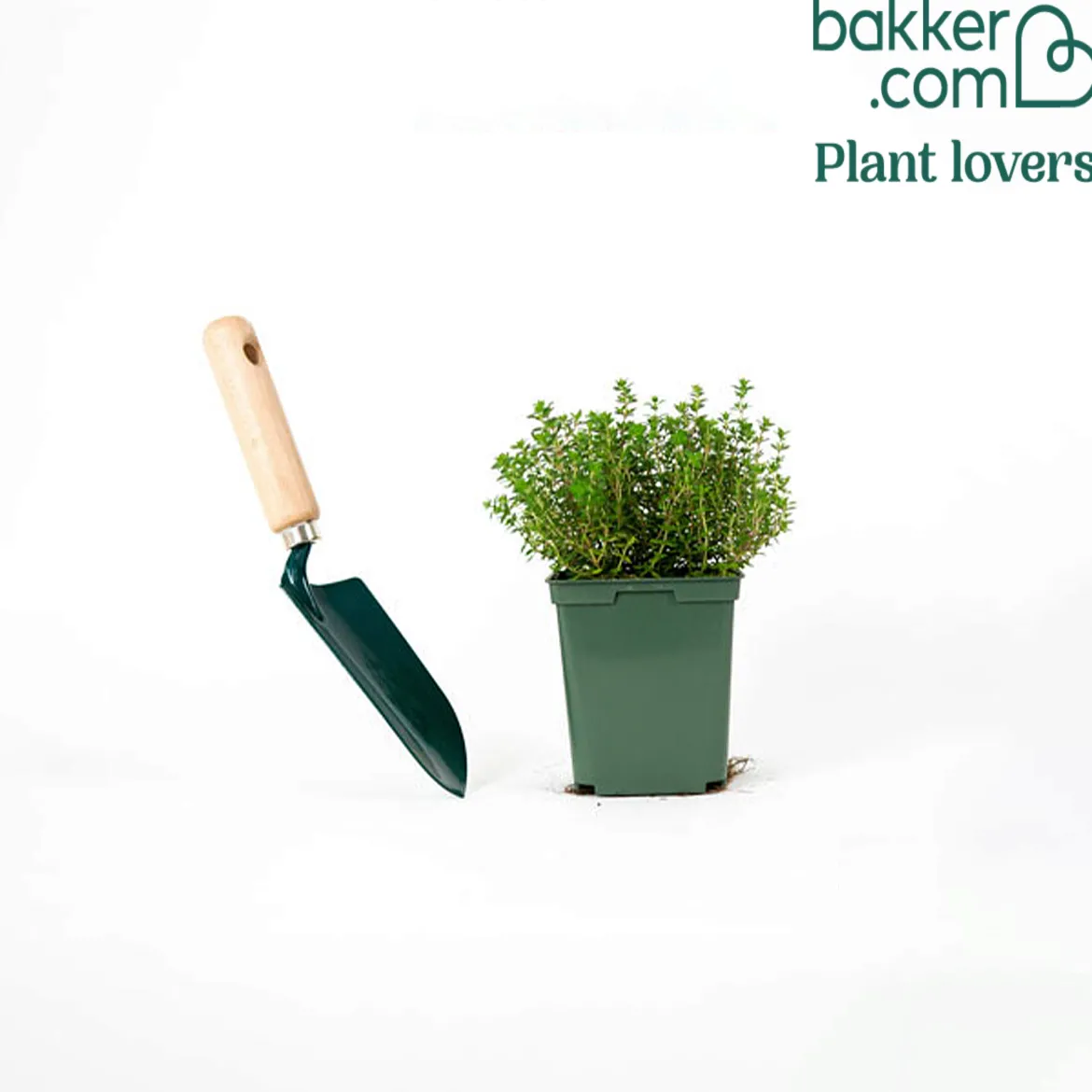 Plant Thym commun - Récolte parfumée toute l'année