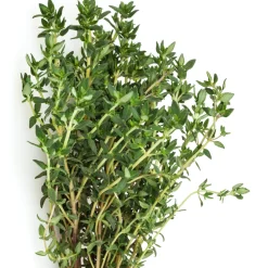 Plant Thym commun - Récolte parfumée toute l'année