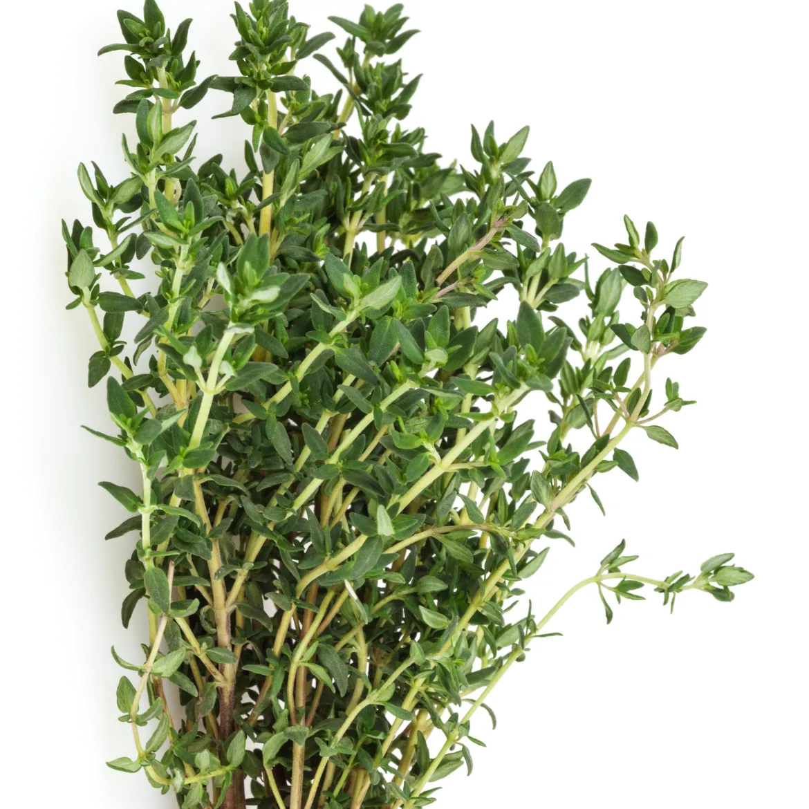 Plant Thym commun - Récolte parfumée toute l'année