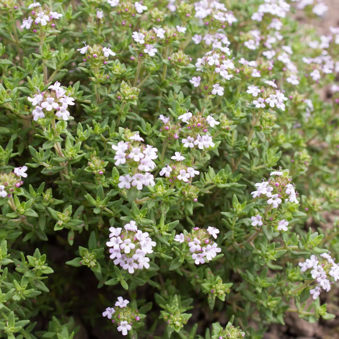 Plant Thym commun - Récolte parfumée toute l'année