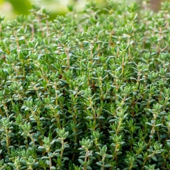 Plant Thym commun - Récolte parfumée toute l'année