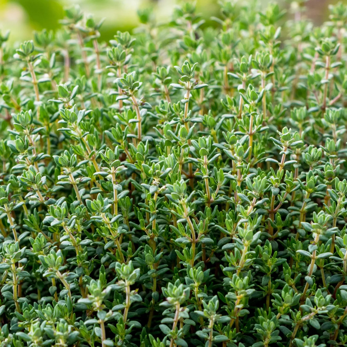 Plant Thym commun - Récolte parfumée toute l'année