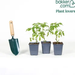 Plant Tomate Cerise Gusta Mini Yellow F1 - Récolte sucrée tout l'été