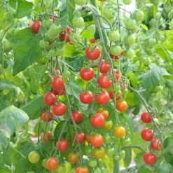 Plant Tomate Cerise Rouge Supersweet 100 - Des tomates sucrées tout l'été