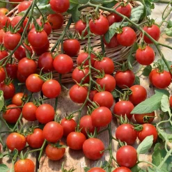Plant Tomate Cerise Rouge Supersweet 100 - Des tomates sucrées tout l'été