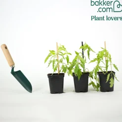 Plant Tomate Coeur de Boeuf - Grosses tomates faciles à cultiver