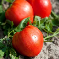 Plant Tomate Coeur de Boeuf - Grosses tomates faciles à cultiver