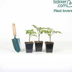 Plant Tomate Grappe Premio F1 - Des grappes rouges tout l'été