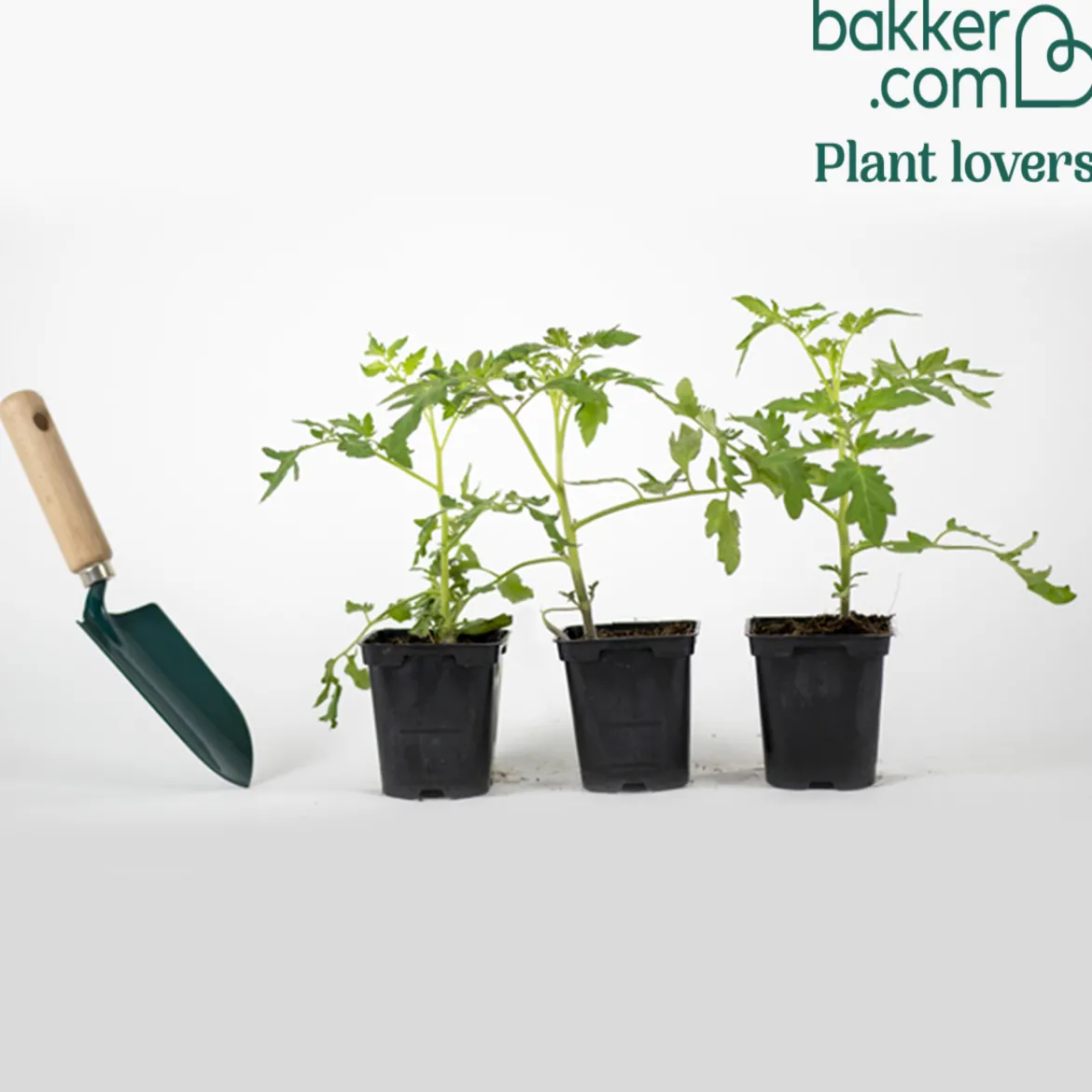 Plant Tomate Green Zebra - Zébrée, sucrée, facile
