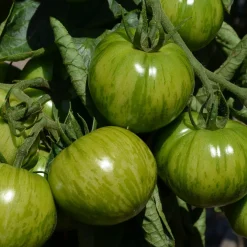 Plant Tomate Green Zebra - Zébrée, sucrée, facile