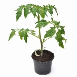 Plant Tomate Green Zebra - Zébrée, sucrée, facile