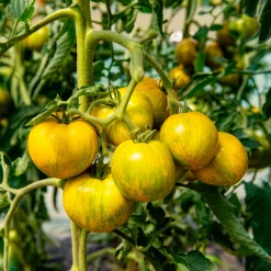 Plant Tomate Green Zebra - Zébrée, sucrée, facile