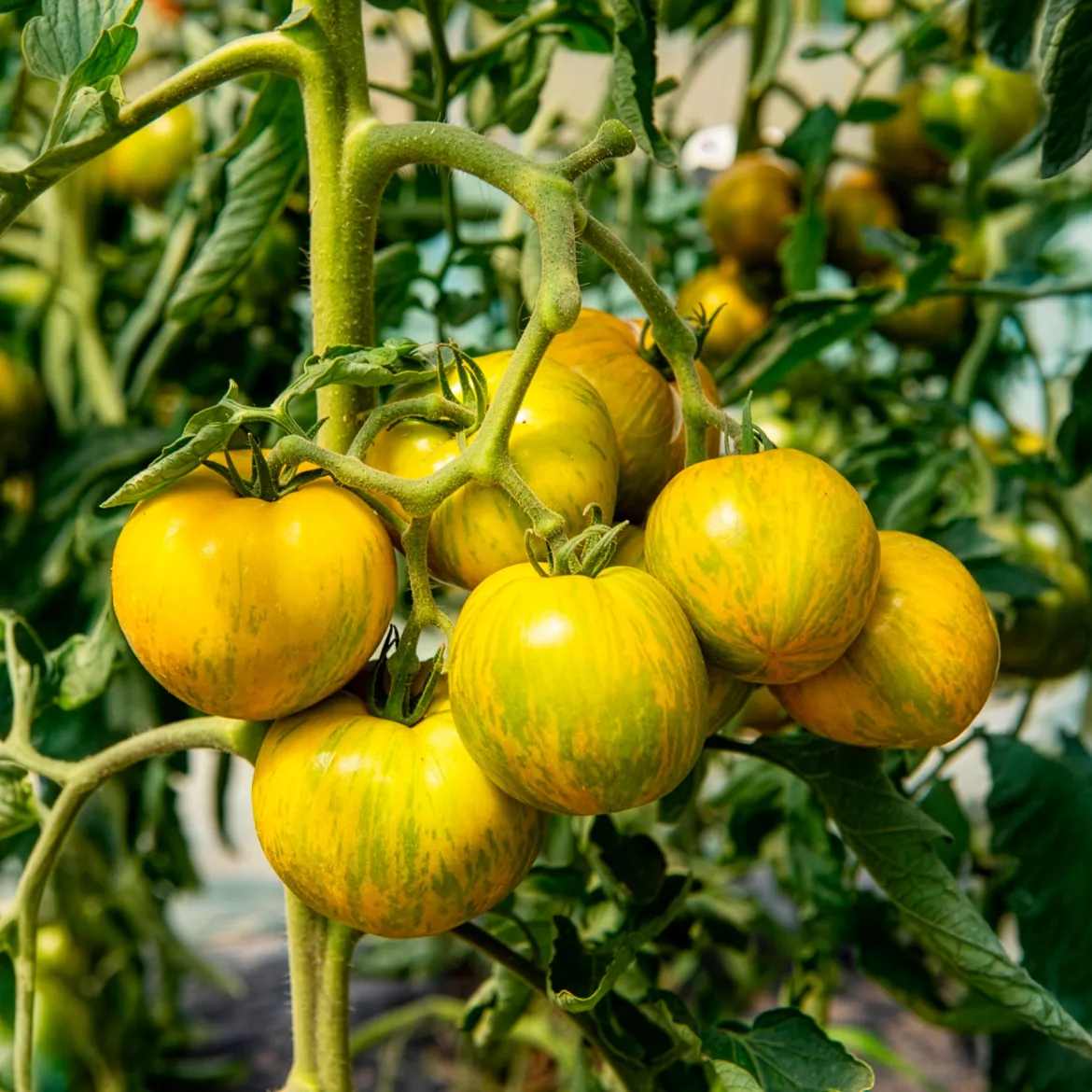 Plant Tomate Green Zebra - Zébrée, sucrée, facile