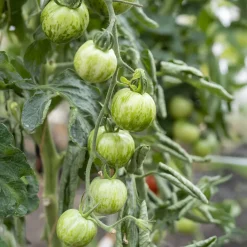 Plant Tomate Green Zebra - Zébrée, sucrée, facile