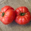 Plant Tomate Marmande - La tomate goût d'autrefois