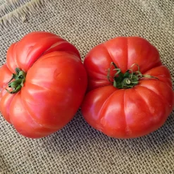 Plant Tomate Marmande - La tomate goût d'autrefois