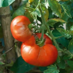 Plant Tomate Marmande - La tomate goût d'autrefois