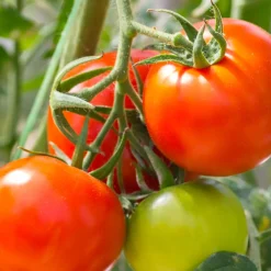 Plant Tomate Montfavet F1 - Des tomates rouges tout l'été