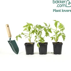 Plant Tomate Montfavet F1 - Des tomates rouges tout l'été