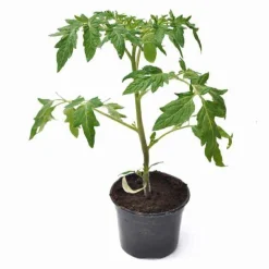 Plant Tomate Noire de Crimée - La tomate au goût sucré