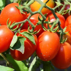 Plant Tomate Olivette Roma - Des sauces qui ont du goût