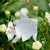 Platycodon à grandes fleurs 'Albus' - Des ballons blancs qui éclatent