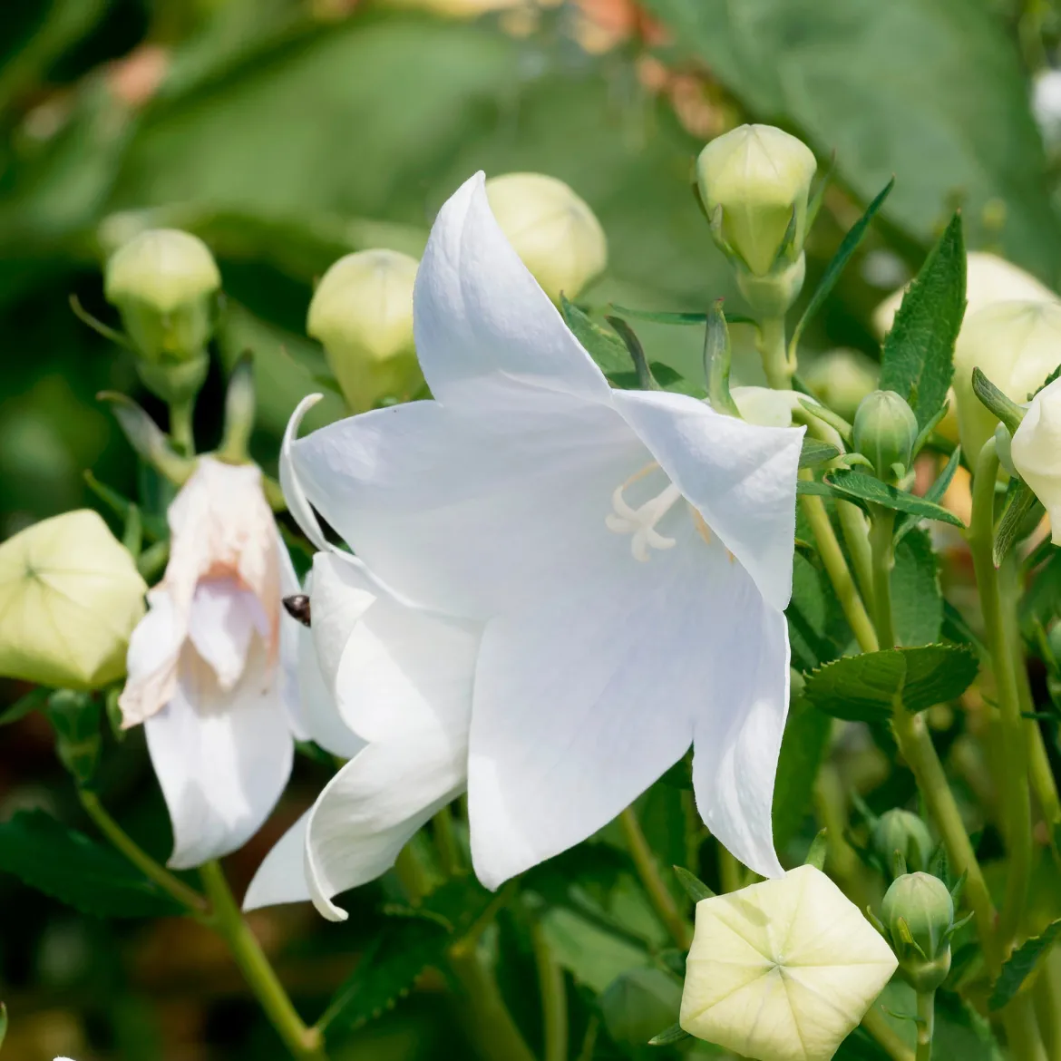 Platycodon à grandes fleurs 'Albus' - Des ballons blancs qui éclatent