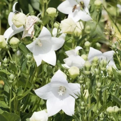 Platycodon à grandes fleurs 'Albus' - Des ballons blancs qui éclatent