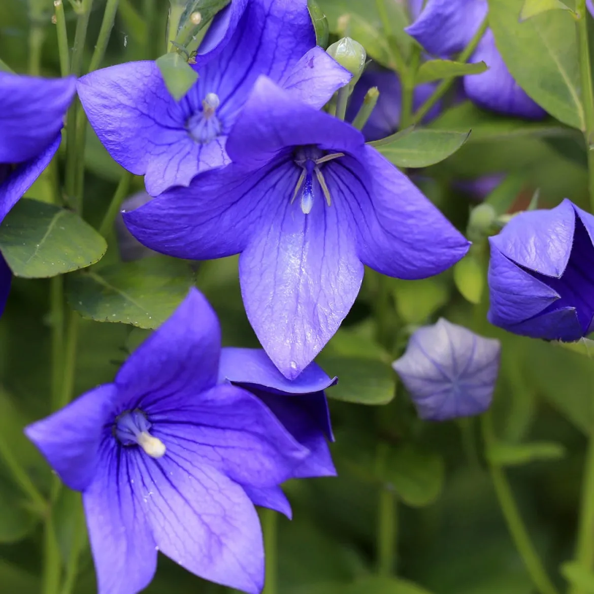 Platycodon à grandes fleurs - Des ballons qui éclatent en fleurs