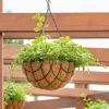 Plectranthus bicolore vert et blanc - Feuillage lumineux sans effort