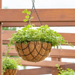 Plectranthus bicolore vert et blanc - Feuillage lumineux sans effort