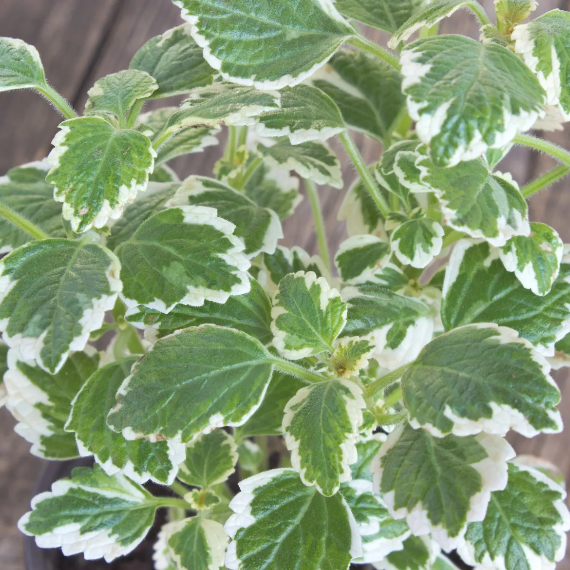 Plectranthus bicolore vert et blanc - Feuillage lumineux sans effort