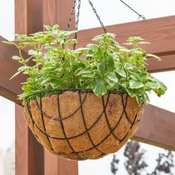 Plectranthus bicolore vert et blanc - Feuillage lumineux sans effort