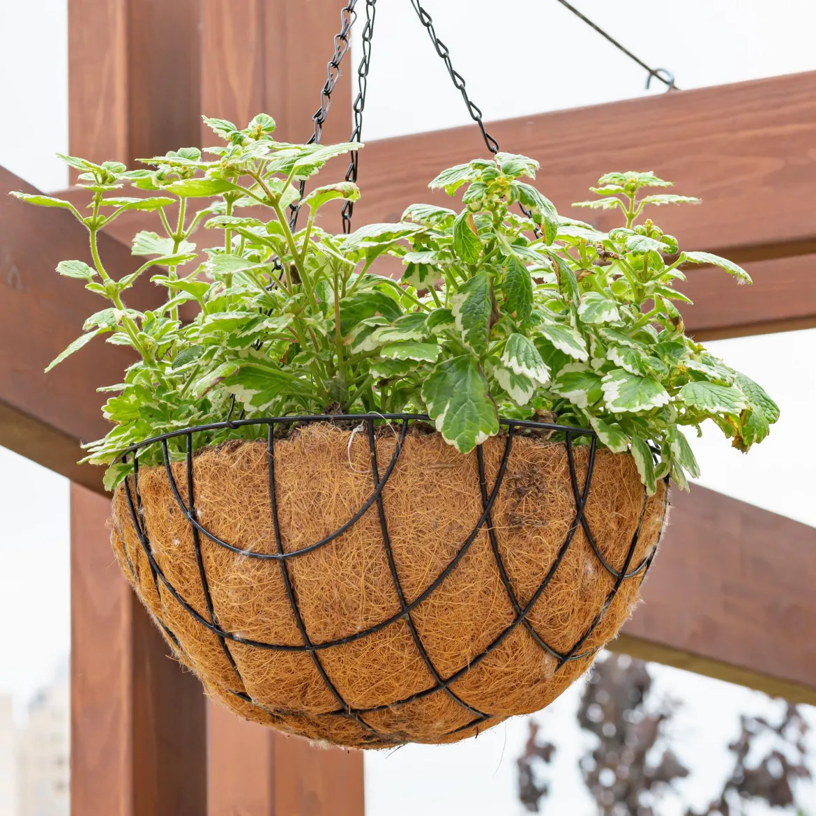 Plectranthus bicolore vert et blanc - Feuillage lumineux sans effort