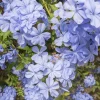 Plumbago - Un nuage de fleurs bleues