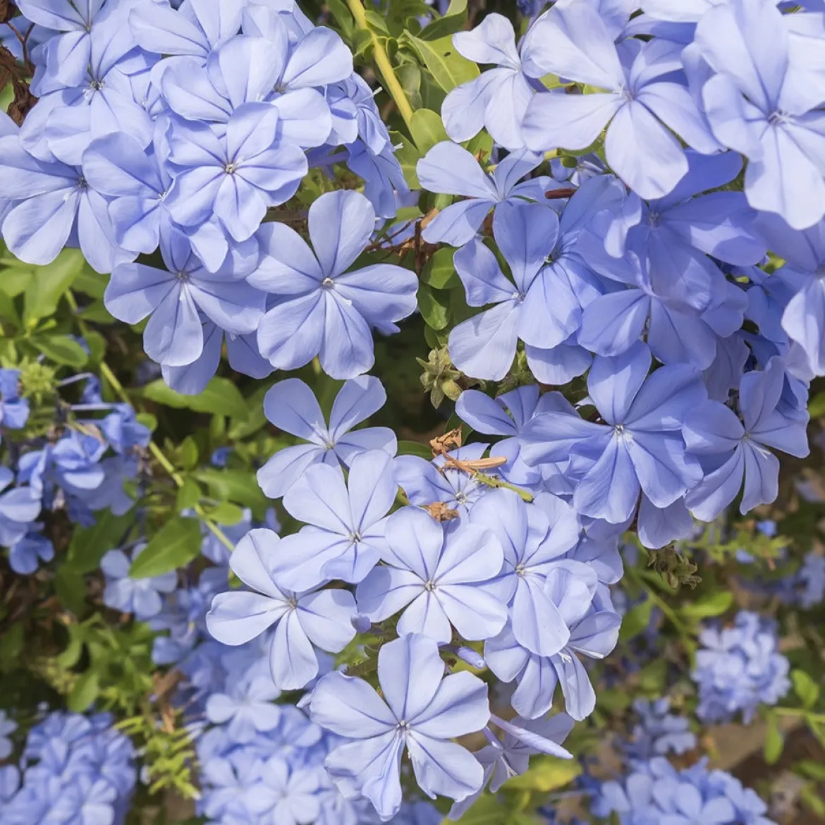 Plumbago - Un nuage de fleurs bleues