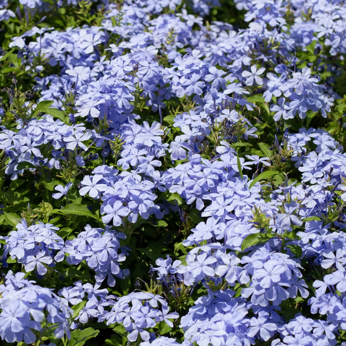 Plumbago - Un nuage de fleurs bleues