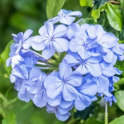 Plumbago - Un nuage de fleurs bleues