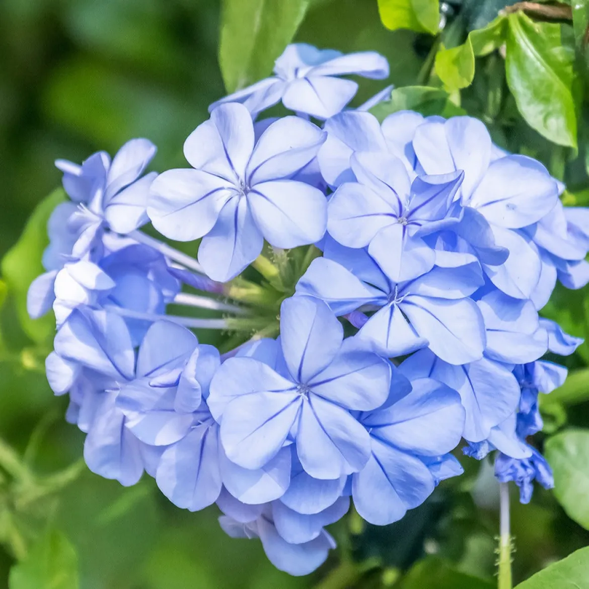 Plumbago - Un nuage de fleurs bleues