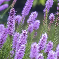 25 Plumes du Kansas - Des épis violets tout l'été