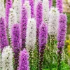 12 Plumes du Kansas mauves et blanches - Des épis qui fleurissent à l'envers