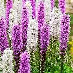 12 Plumes du Kansas mauves et blanches - Des épis qui fleurissent à l'envers