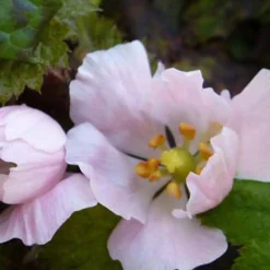 Podophylle pelté - Naturellement éclatant