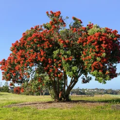 Pohutukawa - Metrosideros excelsa - Le rouge éclatant de l'été