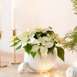 Poinsettia Blanc - Noël en version blanche